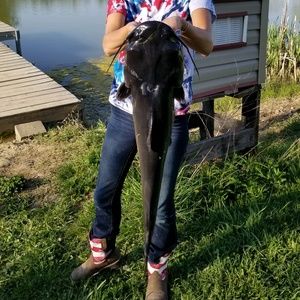 Meet your Posher, Sidney